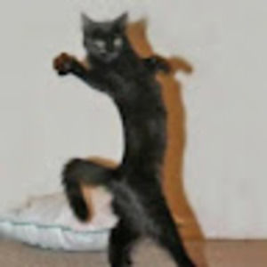 Meet your Posher, Devon